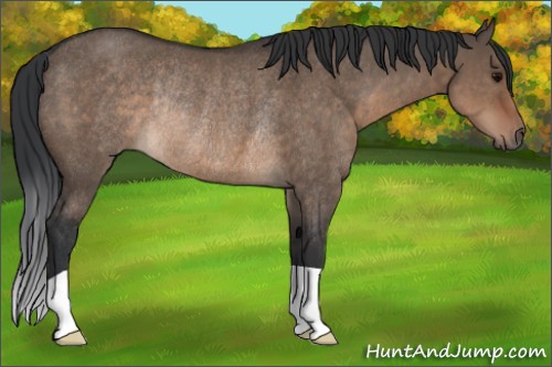 Horse Color:Brown Dun Rabicano 