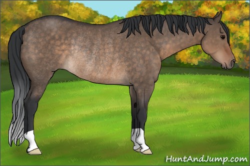 Horse Color:Brown Dun Rabicano 