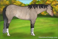 Horse Color:Brown Dun Rabicano 