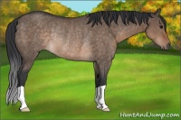 Horse Color:Brown Dun Rabicano 