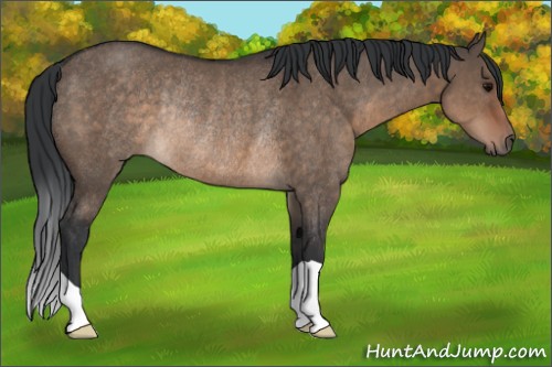 Horse Color:Brown Dun Rabicano 