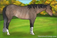 Horse Color:Brown Dun Rabicano 