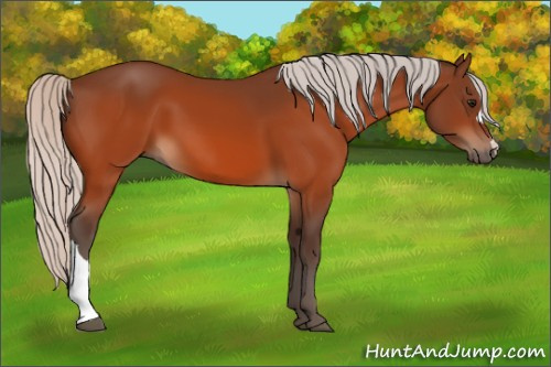 Horse Color:Silver Bay 