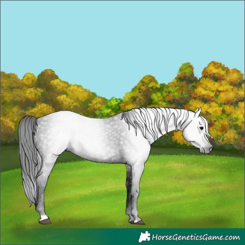 Horse Color:Gray Black 