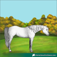 Horse Color:Gray Black 
