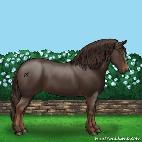 Horse Color:Liver Chestnut 