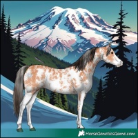 Horse Color:Bay Sabino 