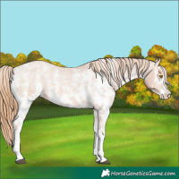 Horse Color:Chocolate Brown Pearl Sabino Appaloosa