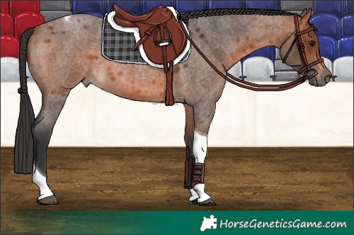 Horse Color:Bay Roan Tobiano 