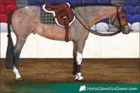 Horse Color:Bay Roan Tobiano