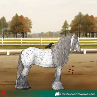 Horse Color:Grullo Appaloosa 