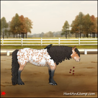 Horse Color:Bay Roan Near Leopard 