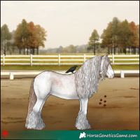 Horse Color:White Spotted Chestnut Appaloosa 