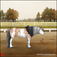 Horse Color:White Spotted Bay Dun