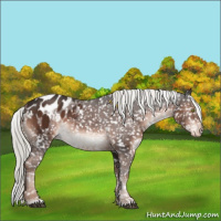Horse Color:White Spotted Liver Chestnut Mushroom Sabino Appaloosa