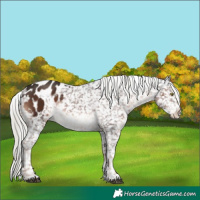 Horse Color:White Spotted Liver Chestnut Mushroom Sabino Appaloosa 