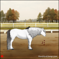 Horse Color:White Spotted Bay 