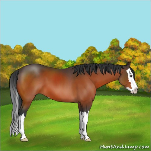 Horse Color:Brown Sabino Splash
