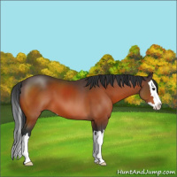 Horse Color:Brown Sabino Splash 