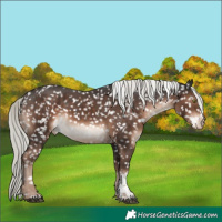 Horse Color:White Spotted Liver Chestnut Mushroom Sabino Blanket 