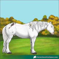 Horse Color:White Spotted Liver Chestnut Mushroom Sabino Appaloosa