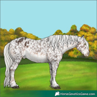 Horse Color:White Spotted Liver Chestnut Mushroom Sabino Appaloosa 