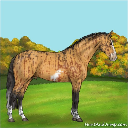 Horse Color:Bay Splash Frame  and Buckskin Splash Frame 