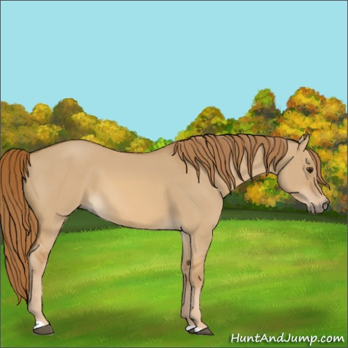 Horse Color:Red Dun 