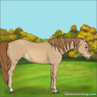 Horse Color:Red Dun