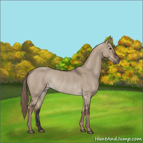 Horse Color:Liver Red Dun Rabicano