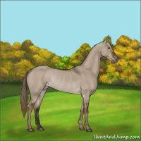 Horse Color:Liver Red Dun Rabicano 