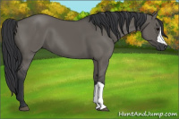 Horse Color:Grullo 