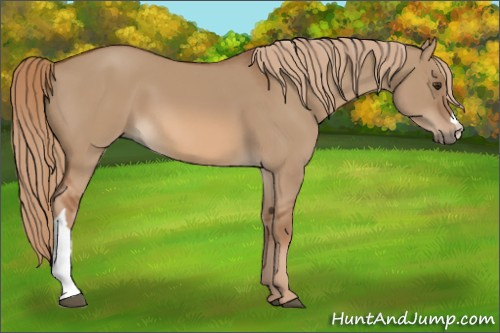 Horse Color:Red Dun 