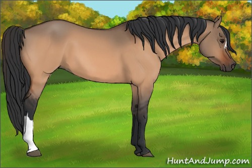 Horse Color:Bay Dun 