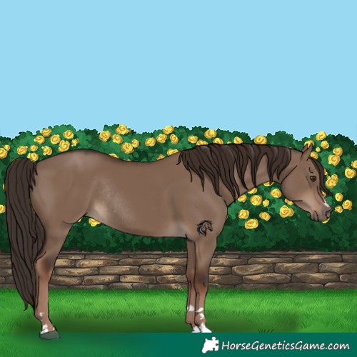 Horse Color:Liver Red Dun Rabicano 