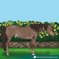 Horse Color:Liver Red Dun Rabicano