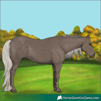 Horse Color:Silver Black 