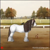 Horse Color:White Spotted Bay Appaloosa 