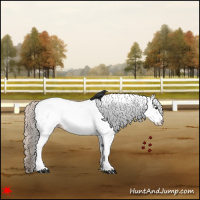 Horse Color:White Spotted Silver Black Appaloosa