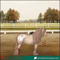 Horse Color:Red Dun Appaloosa 