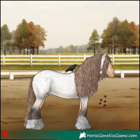 Horse Color:Bay Roan Dun Appaloosa 