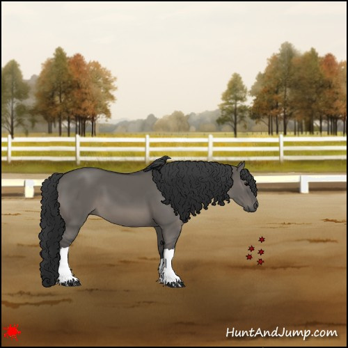 Horse Color:Grullo
