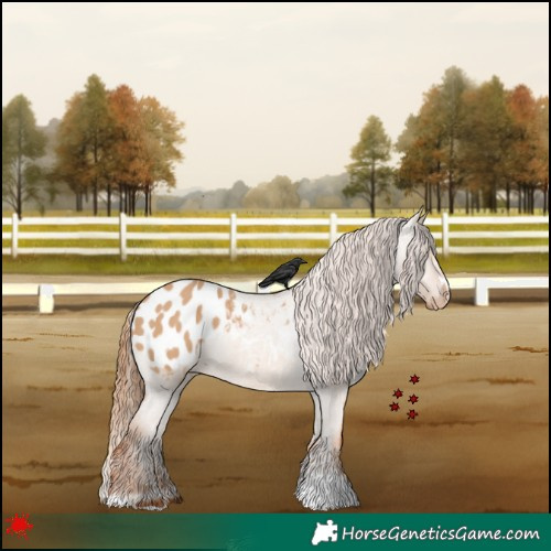 Horse Color:Red Dun Appaloosa 