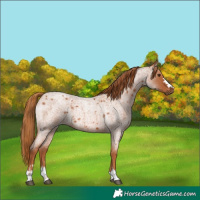 Horse Color:Red Roan 