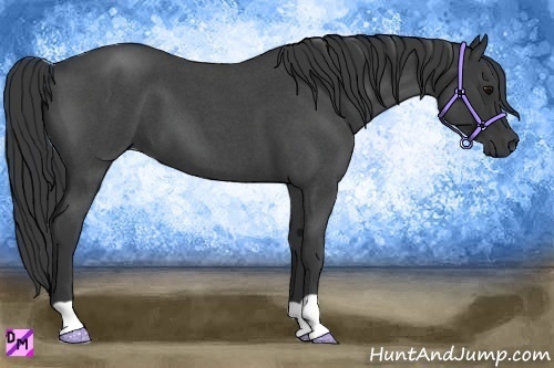 Horse Color:Blue Roan