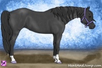 Horse Color:Blue Roan