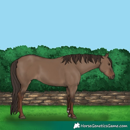 Horse Color:Liver Red Dun Rabicano