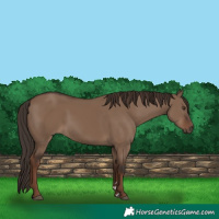 Horse Color:Liver Red Dun Rabicano 