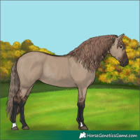 Horse Color:Liver Red Dun Rabicano