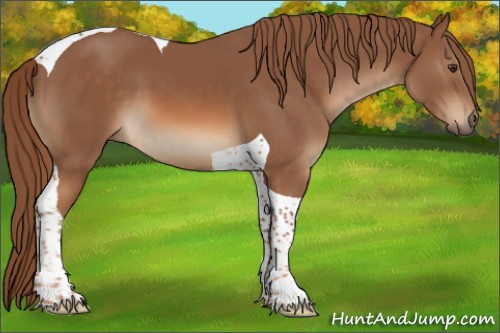Horse Color:Chestnut Tobiano 